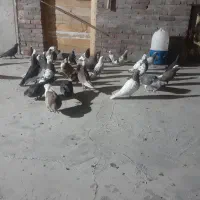 کبوتر پرشی