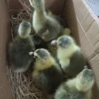 جوجه غاز سه روزه