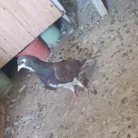 تعدادی دمگیر کار درست|پرنده|خمینی‌شهر, |دیوار