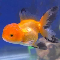 ماهی گلدفیش اوراندا ورنچو بوفالو