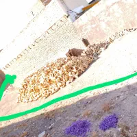 آجر فروشی با قیمت مناسب دو ماشین|مصالح و تجهیزات ساختمان|تربت‌حیدریه, کلاته توکلی|دیوار