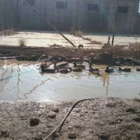 اردک کله سبز پروازی