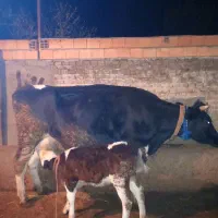 گاو با گوساله ماده