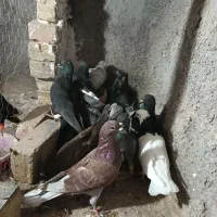 کبوتر پرشی|پرنده|اقبالیه, |دیوار