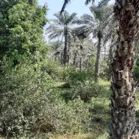 باغ یک هکتاری درباغ ( بلبلی )