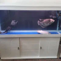 ۴ عدد اکواریوم دلسا ۱ونیم متری به همراه ماهی هاش