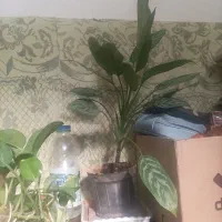 برگ انجیری/قلمه/مانسترا/پتوس/قاشقی|گل و گیاه طبیعی|تهران, هفده شهریور|دیوار