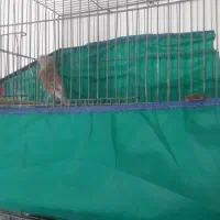 فروشدوقناری نرودو ماده۳ قفس یامعاوضهباسهره نرماده|پرنده|الیگودرز, |دیوار