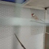 فنچ نرگسی شکلاتی