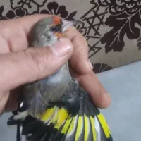 سهره دورگ