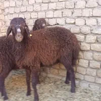 بره ماده