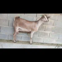 ۱۰راس بز وارداتی|حیوانات مزرعه|تهران, بلوار کشاورز|دیوار