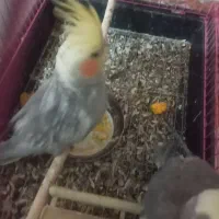 ۱ یی جفت عروس هلندی|پرنده|فارسان, |دیوار