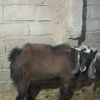 یک راس نری|حیوانات مزرعه|داراب, |دیوار