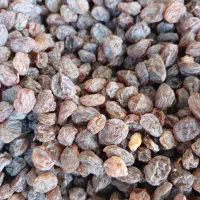 کشمش تاکستان