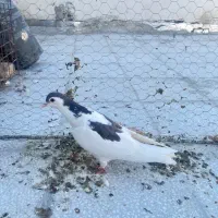 کبوتر افغانی دمسفید ذات عالی و کبوتر پرشی گرفتنی|پرنده|سبزوار, ابوریحان|دیوار