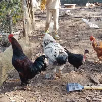 خروس|حیوانات مزرعه|رشت, فرزانه|دیوار