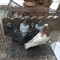 پنج عدد کفتر|پرنده|عنبرآباد, |دیوار