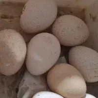 تخم مرغ بوقلمون نطفه دار