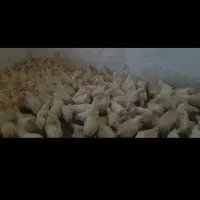 مرغ مادر|حیوانات مزرعه|اهواز, حصیرآباد|دیوار