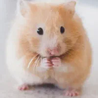 همستر ۲ عدد|موش و خرگوش|شاهین‌شهر, سعدی جنوبی|دیوار