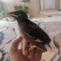 جوجه مینا و...