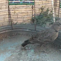 سهره خاکی و سهره قناری|پرنده|شیراز, کوشک میدان|دیوار