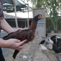 خروس لاری|حیوانات مزرعه|شبانکاره, |دیوار