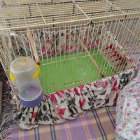 قفس جفت کن|لوازم جانبی حیوانات|اصفهان, سرتاوه|دیوار