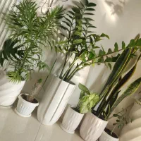 گل‌های آپارتمانی با گلدان سرامیکی|گل و گیاه طبیعی|ارومیه, |دیوار