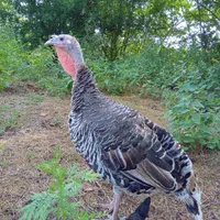 بوقلمون محلی ماده سنگین