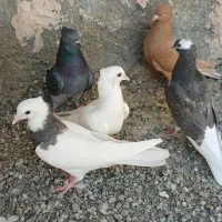 کبوتر