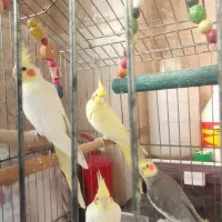 عروس هلندی آلبینو|پرنده|ماسال, |دیوار