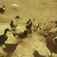 اردک سالم و سرحال