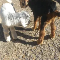 بزغاله|حیوانات|الیگودرز, |دیوار