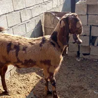 حیوان|حیوانات مزرعه|هیرمند, |دیوار