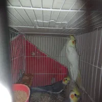 عروسی هلندی جفت و تک جفت مرغ عشق معاوضه دارم|پرنده|مشهد, شهید بهشتی|دیوار