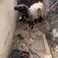 میش