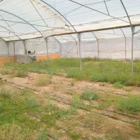 فروش گلخانه