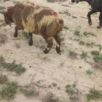 بره و میش بره دار