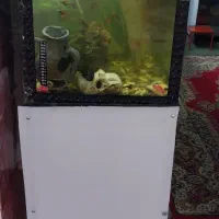 آکواریوم با ماهی