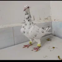 یک جفت نر عتیقه زدوخوردی ..موقعیت سبزوار قابل ارسا|پرنده|سبزوار, قصبه غربی|دیوار