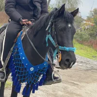 اسب مشگی نریان