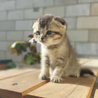 اسکاتیش دبل فولد گلد