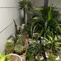 گل وگیاه|گل و گیاه طبیعی|لنجان, |دیوار