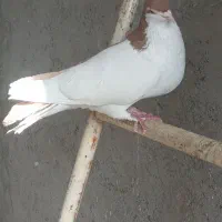 تعداد ۴۵ عدد کبوتر پرشی تهرانی