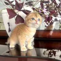 توله اسکاتیش گلد ny12 واقعی تریپل فولد وارداتی خاص