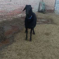 قوچ سیاه و لخت