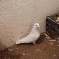 کفتر|پرنده|بهارستان, |دیوار