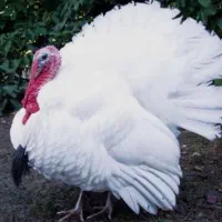 بوقلمون گوشتی